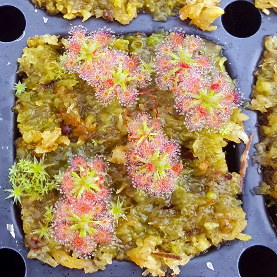 Drosera paleacea - Pygmy Sundew