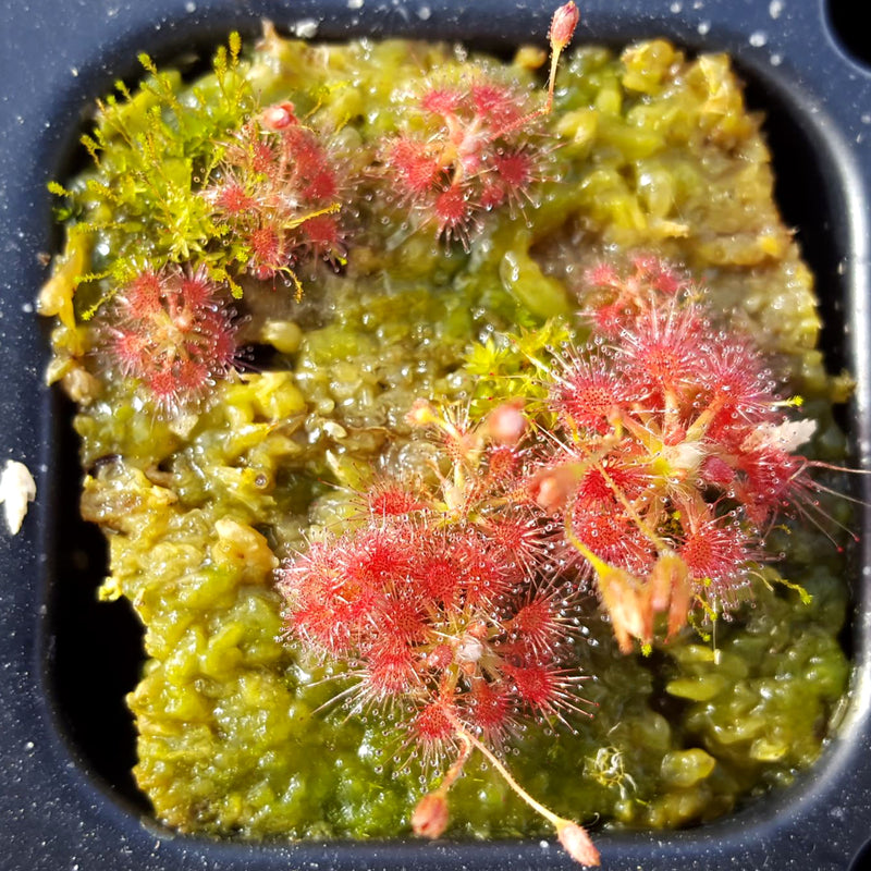 Drosera patens - Pygmy Sundew