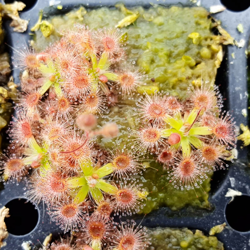 Drosera pulchella
