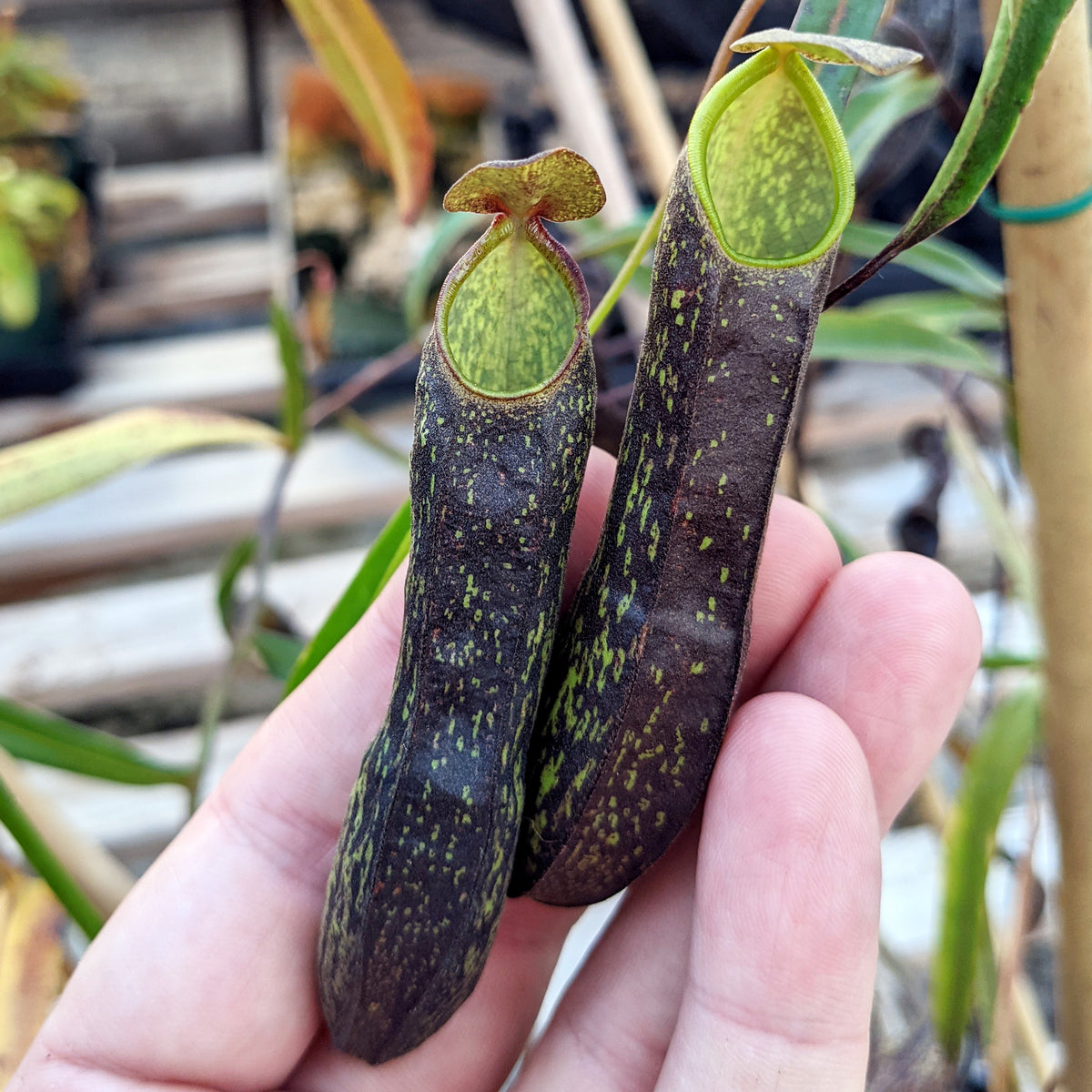 Nepenthes mikei rooted cuttings