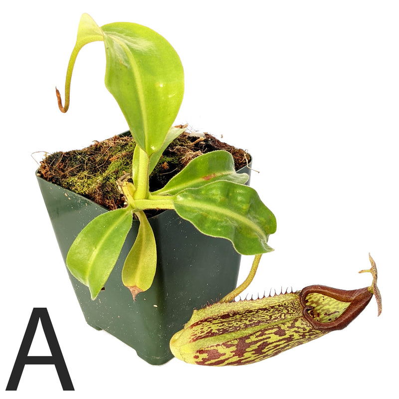 Nepenthes maxima