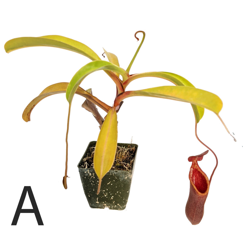Nepenthes x briggsiana 'Peter d'Amato'