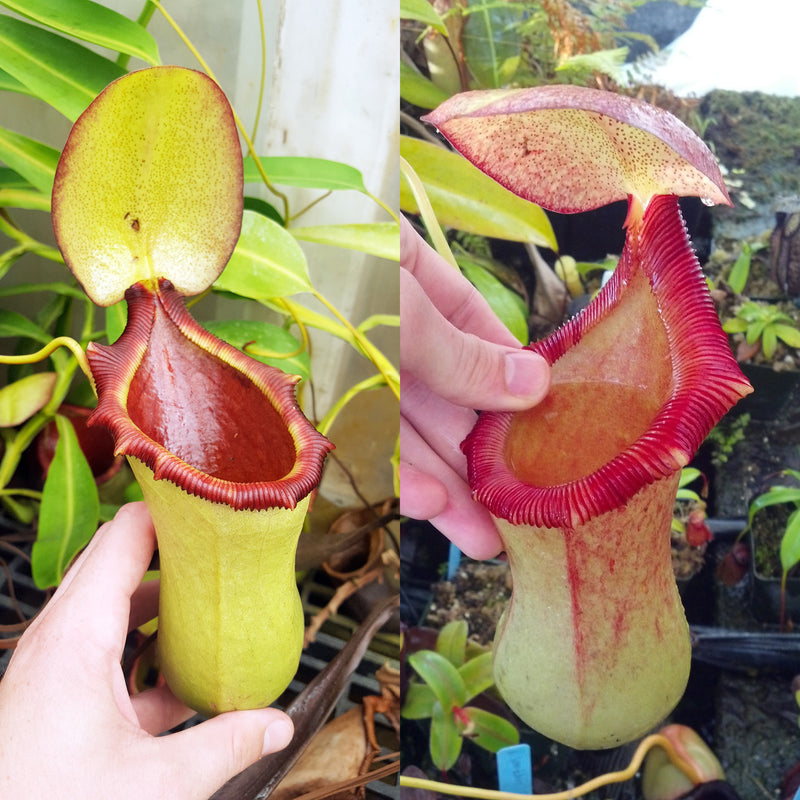 Nepenthes ventricosa x ephippiata - Specimens