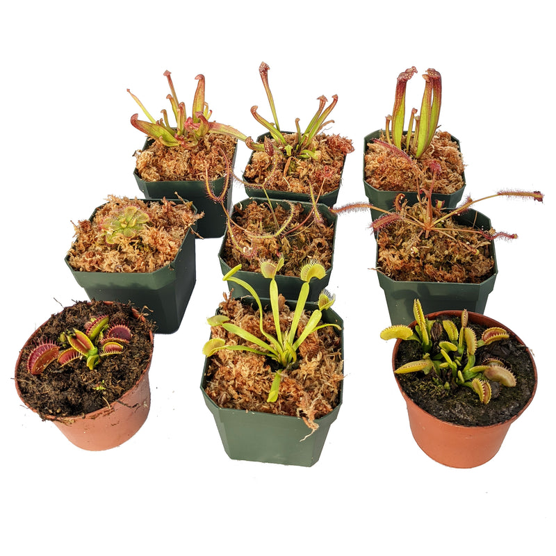 Daily Deal - Big Bog Bundle