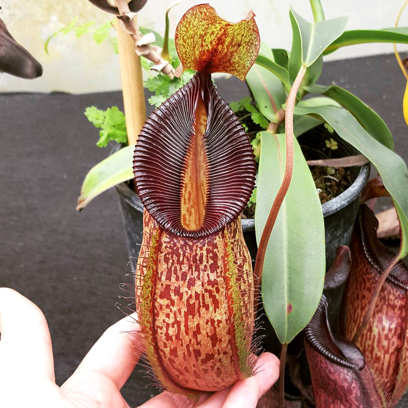 Nepenthes talangensis x hamata