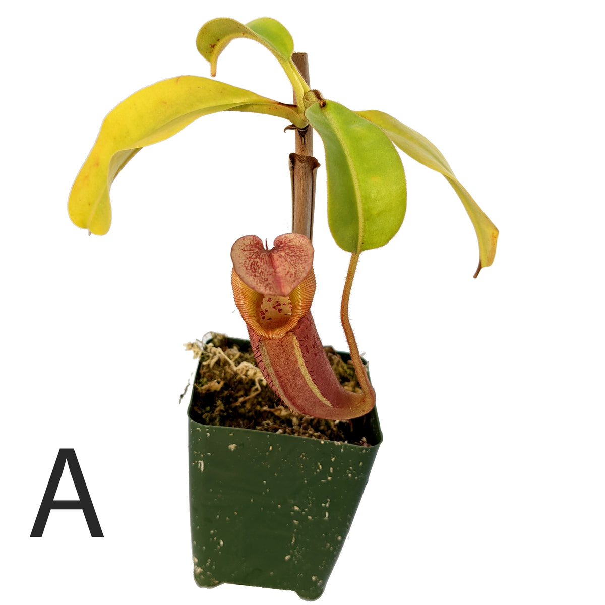 Nepenthes x tiveyi 
