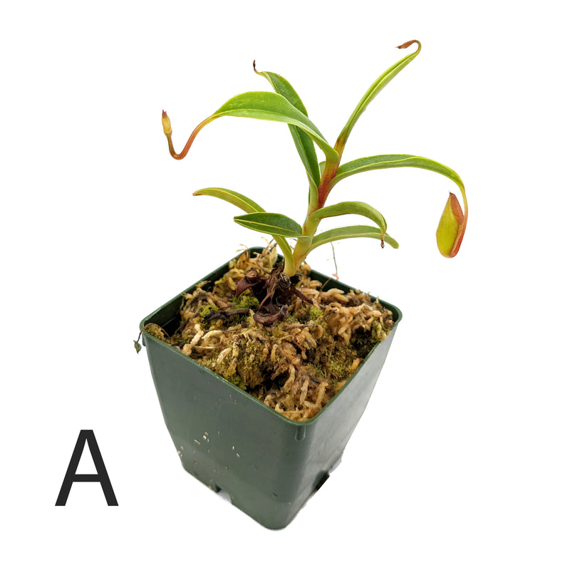 Nepenthes dubia