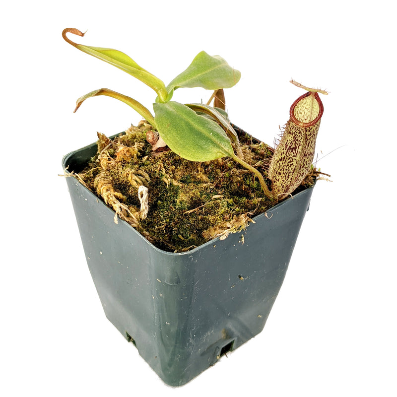 Nepenthes hamata x platychila