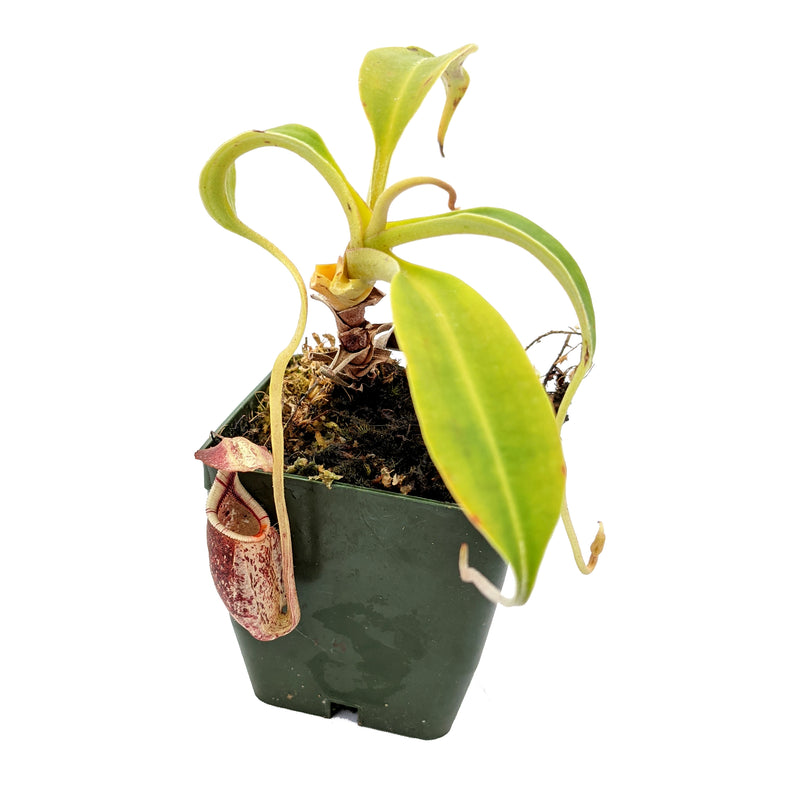 Nepenthes rafflesiana