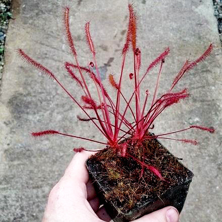 Drosera capensis 