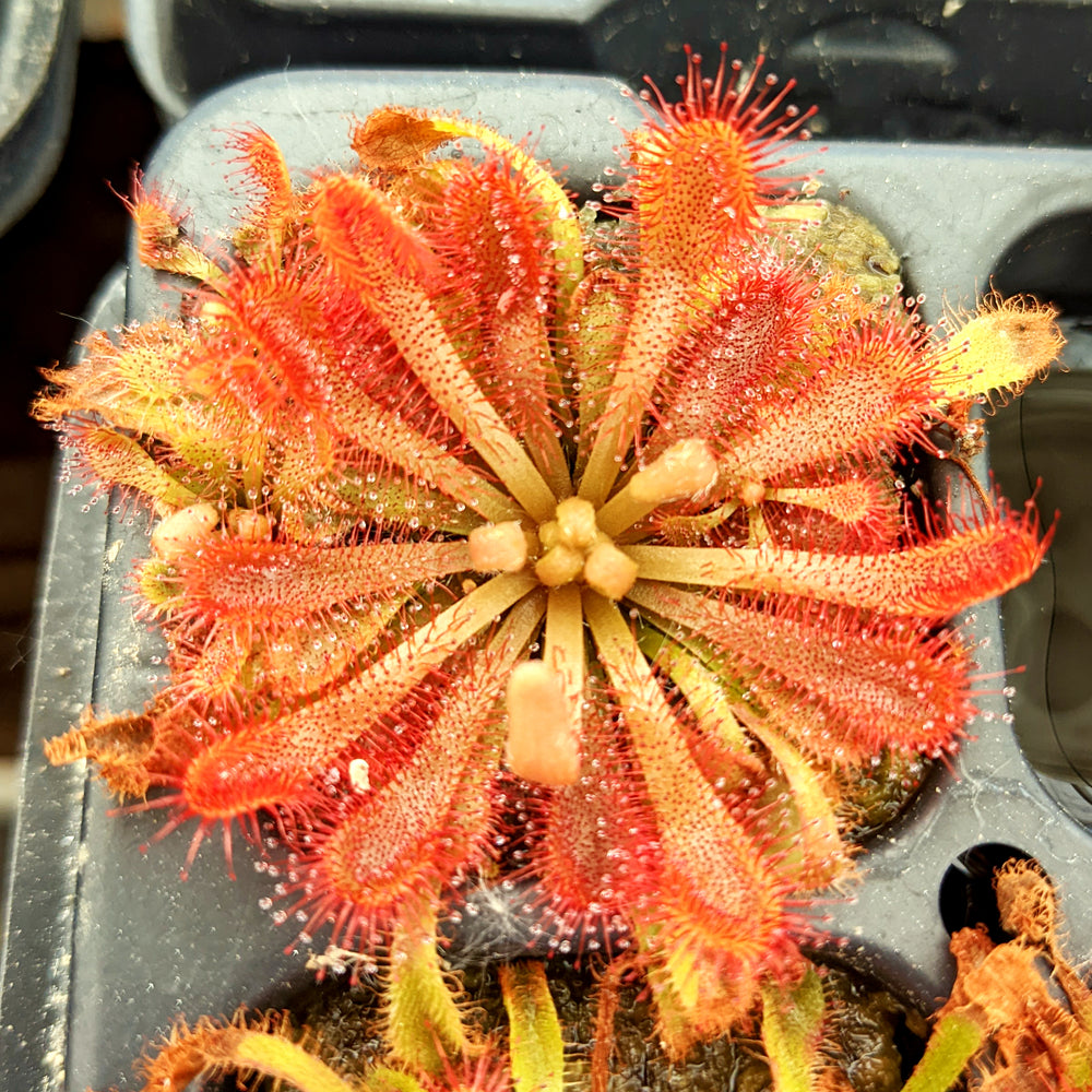 Drosera spatulata var. lovellae