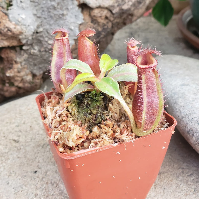 Nepenthes Titanic Empire - Specimen C