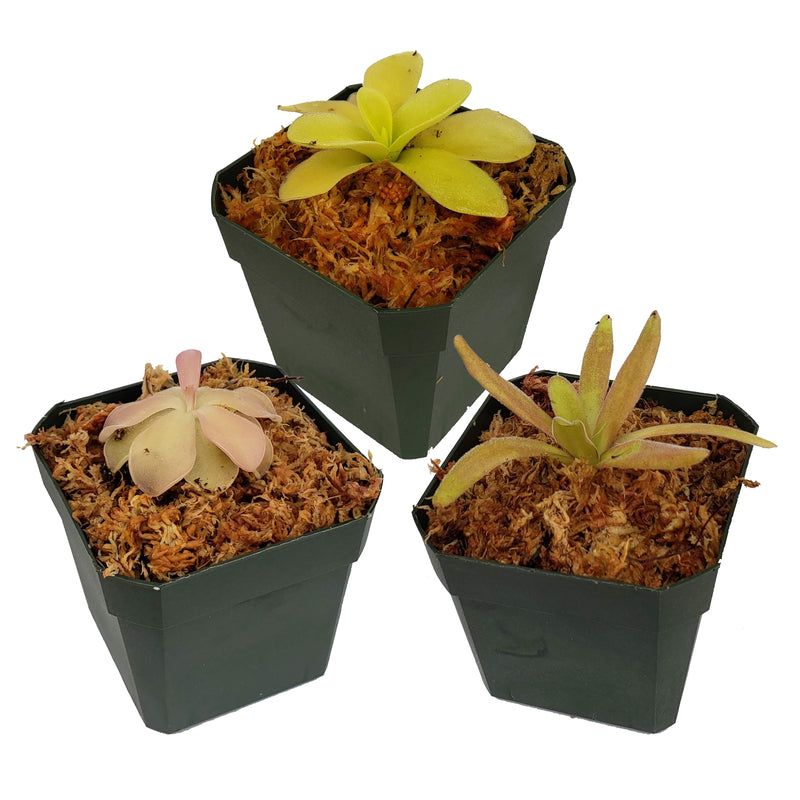 Butterwort (Pinguicula) Bundle