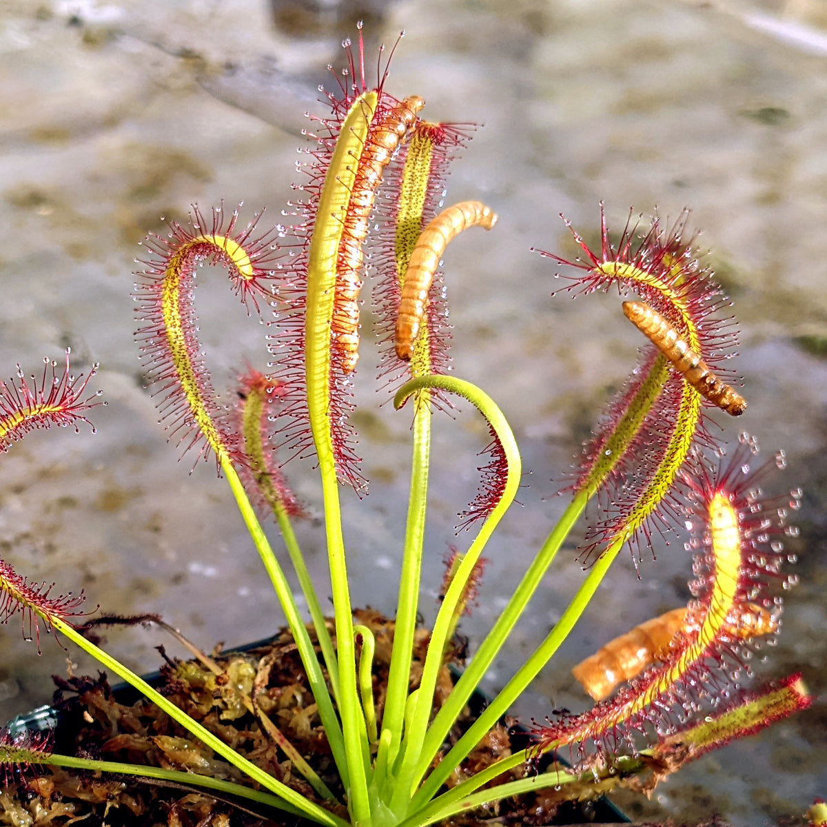 mealworms in house plants Freeze-dried meal worms