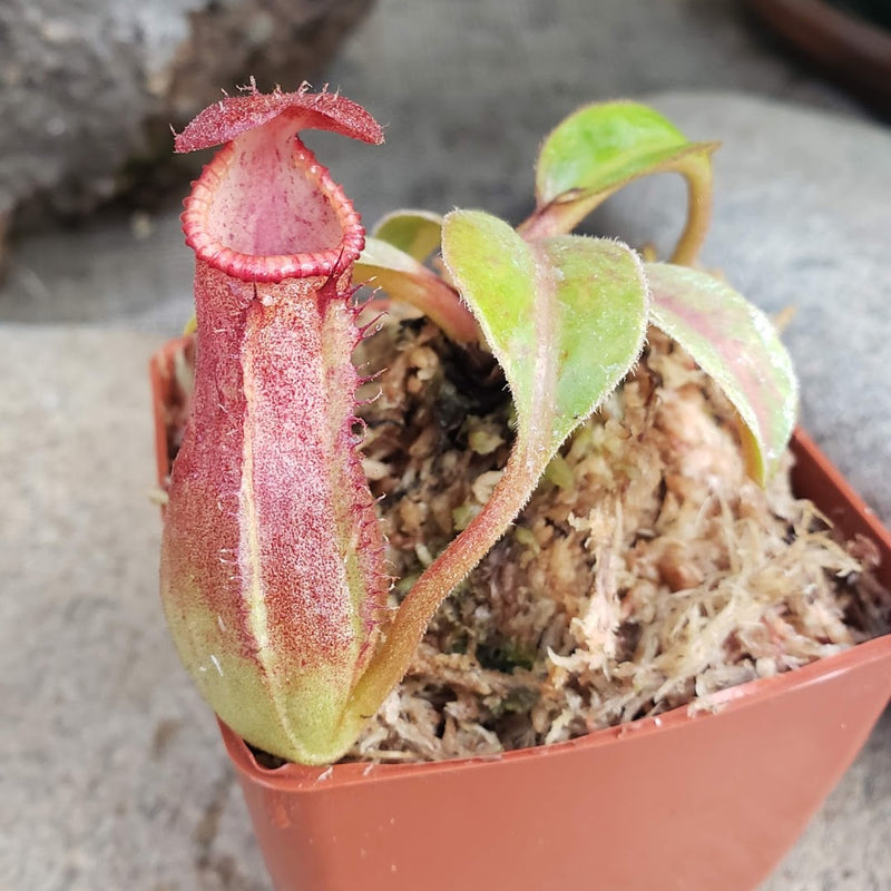 Nepenthes Titanic Empire - Specimen E