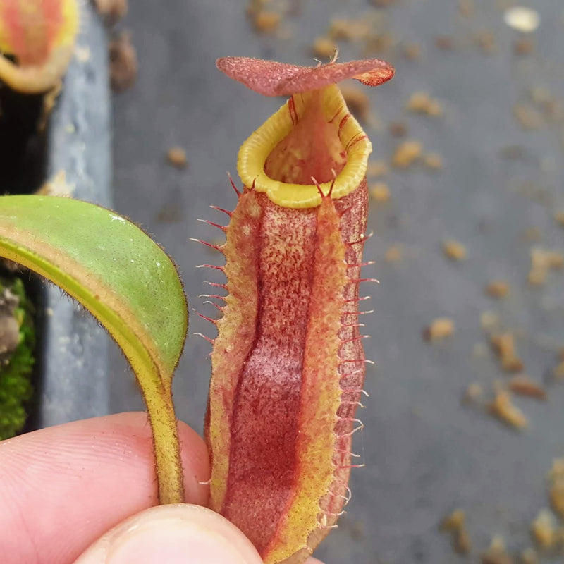 Nepenthes Lovely Sunset