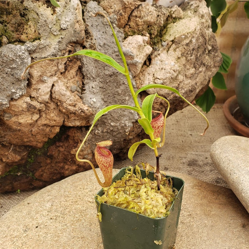 Nepenthes talangensis x aristolochioides - Rare Miniature Female