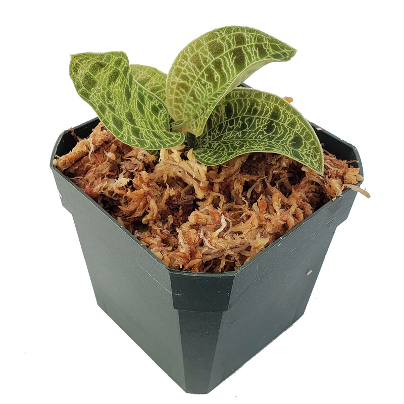 Jewel Orchid - Macodes petola