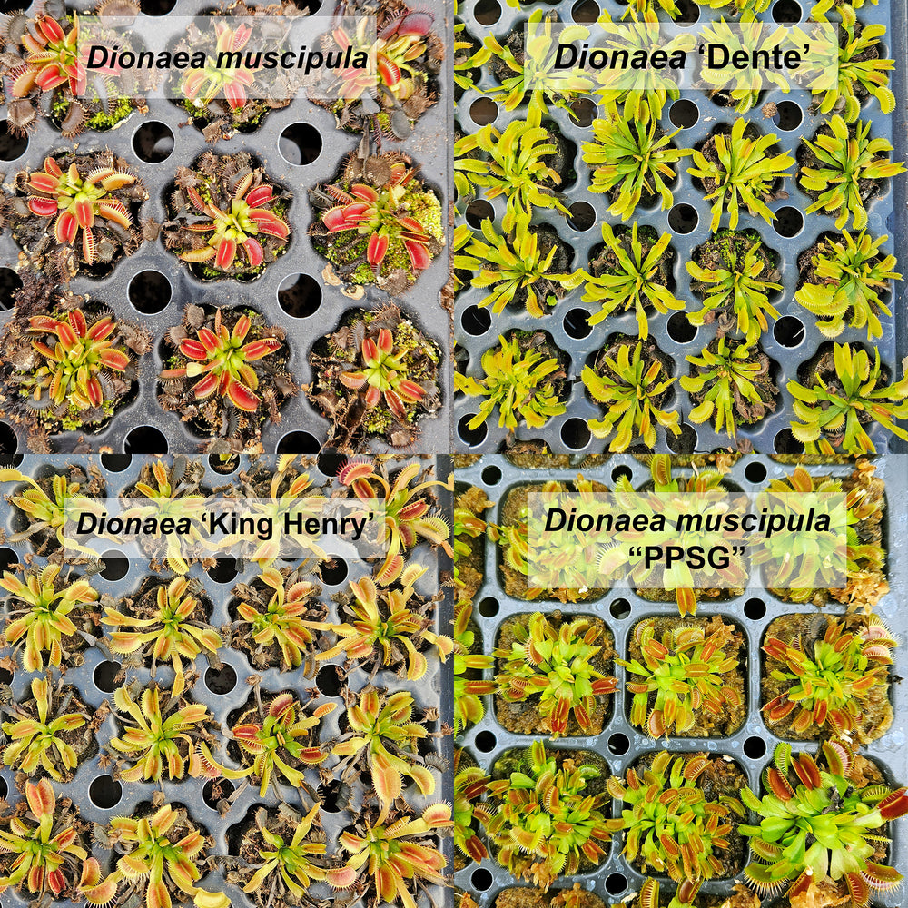 Venus flytrap minis