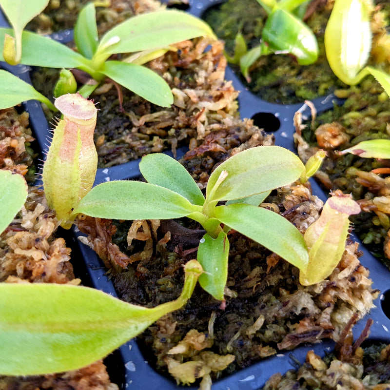 Nepenthes Dreaming Artist x boschiana