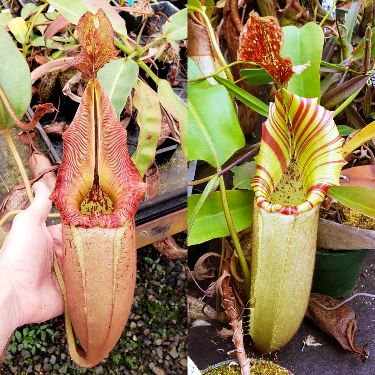 Nepenthes Evil Whispers | Predatory Plants