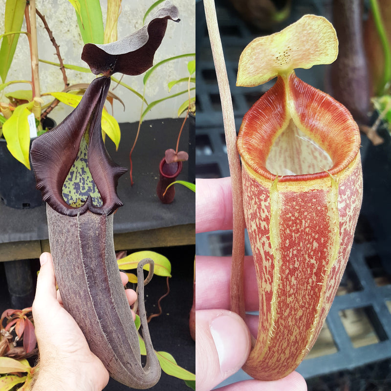 Nepenthes Furious Triumph