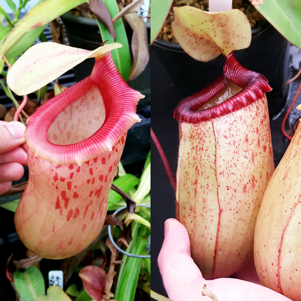 Nepenthes Jolly Scupture | Nepenthes Hybrid Pitcher Plant