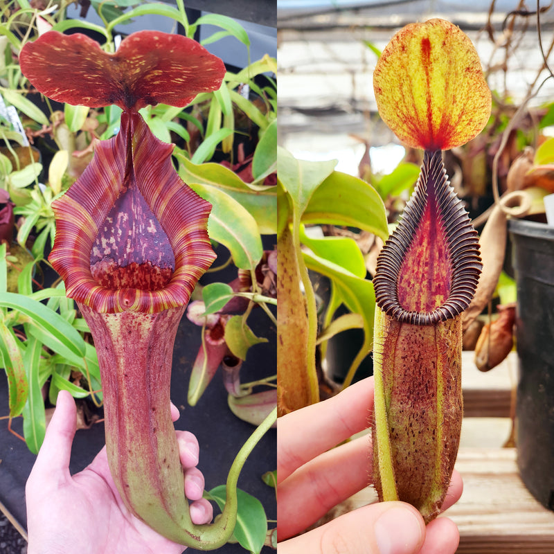 Nepenthes Lovely Record