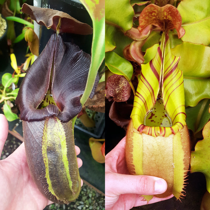 Nepenthes Royal Vortex
