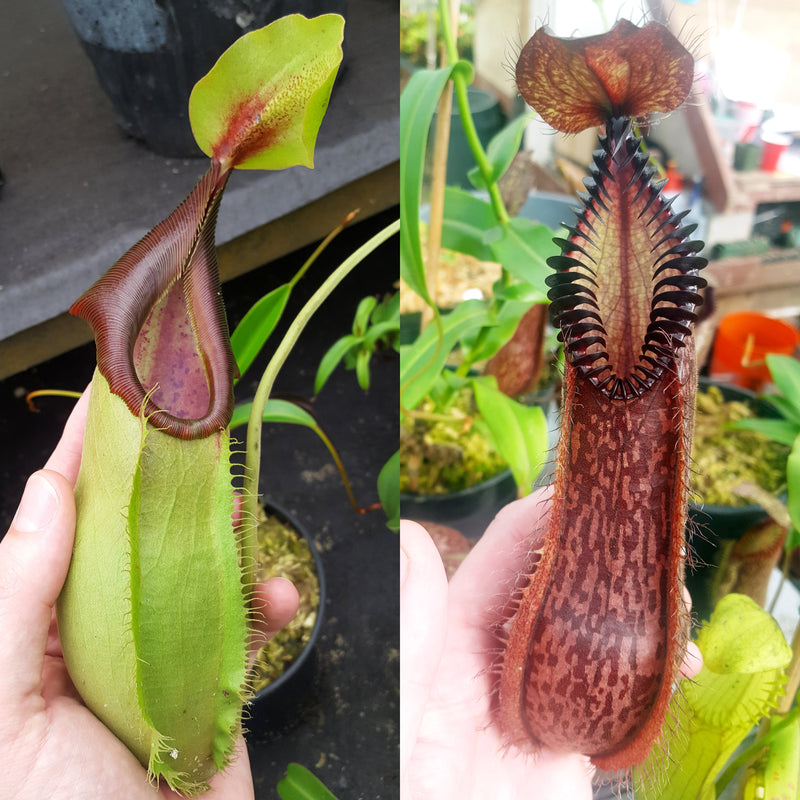 Nepenthes Stoic Hero
