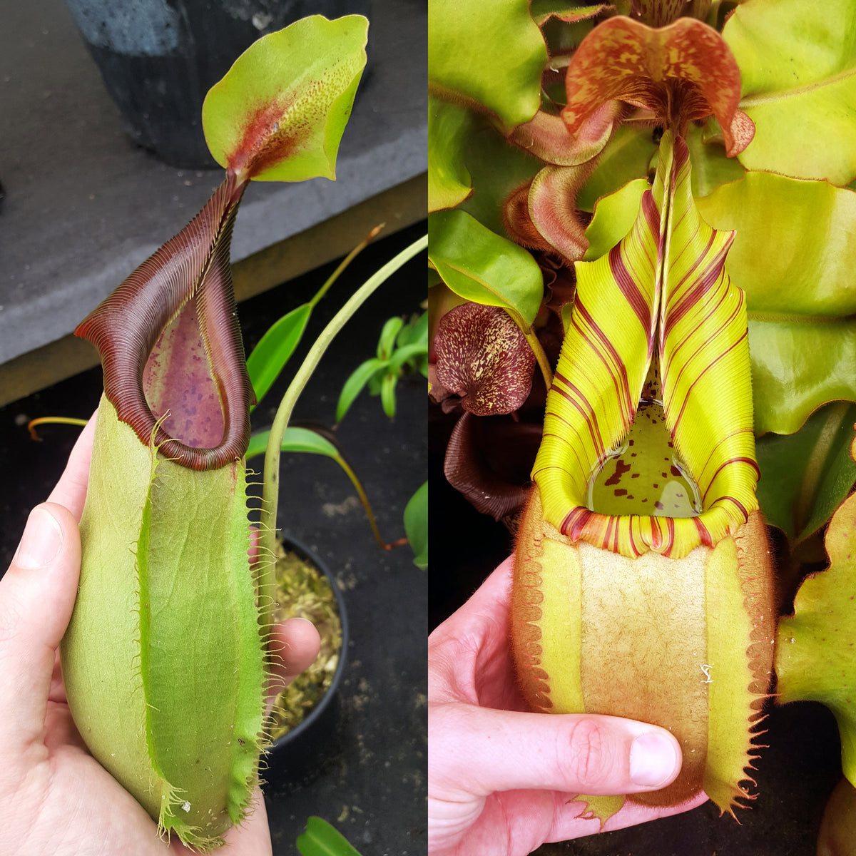 Nepenthes Stoic Vortex