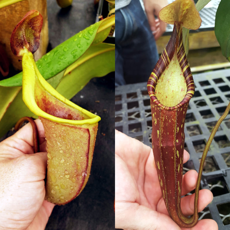 Nepenthes Talented Savior