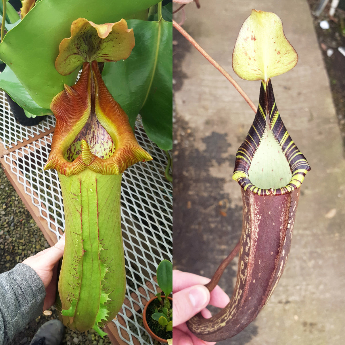 Nepenthes Titan's Sin | Tropical Highland Pitcher Plant