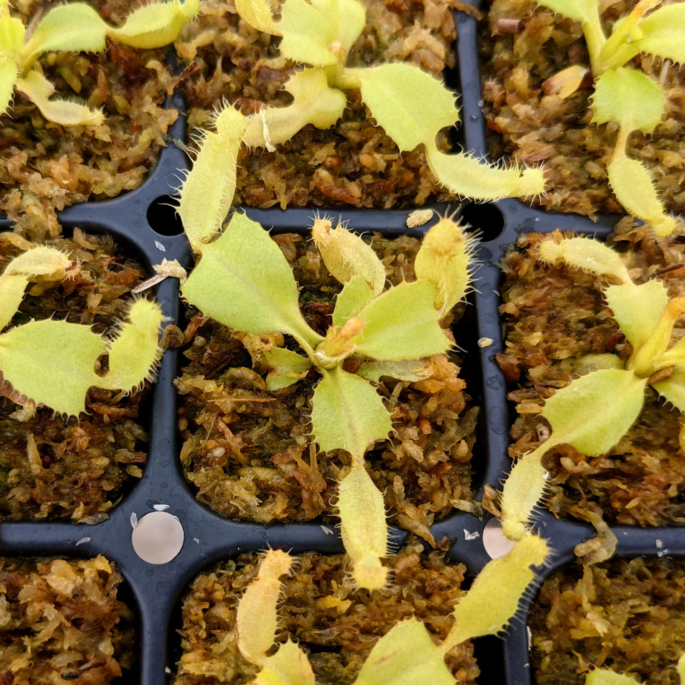 Nepenthes truncata - Seed-grown - N. Titan's Tower