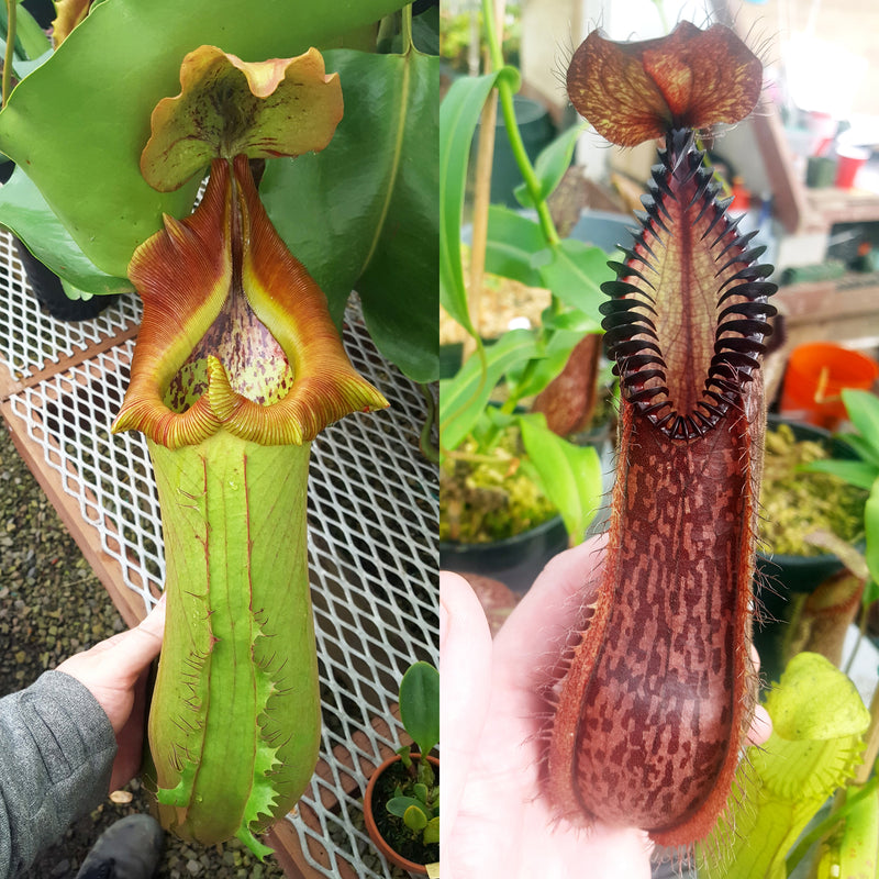 Nepenthes Titanic Hero
