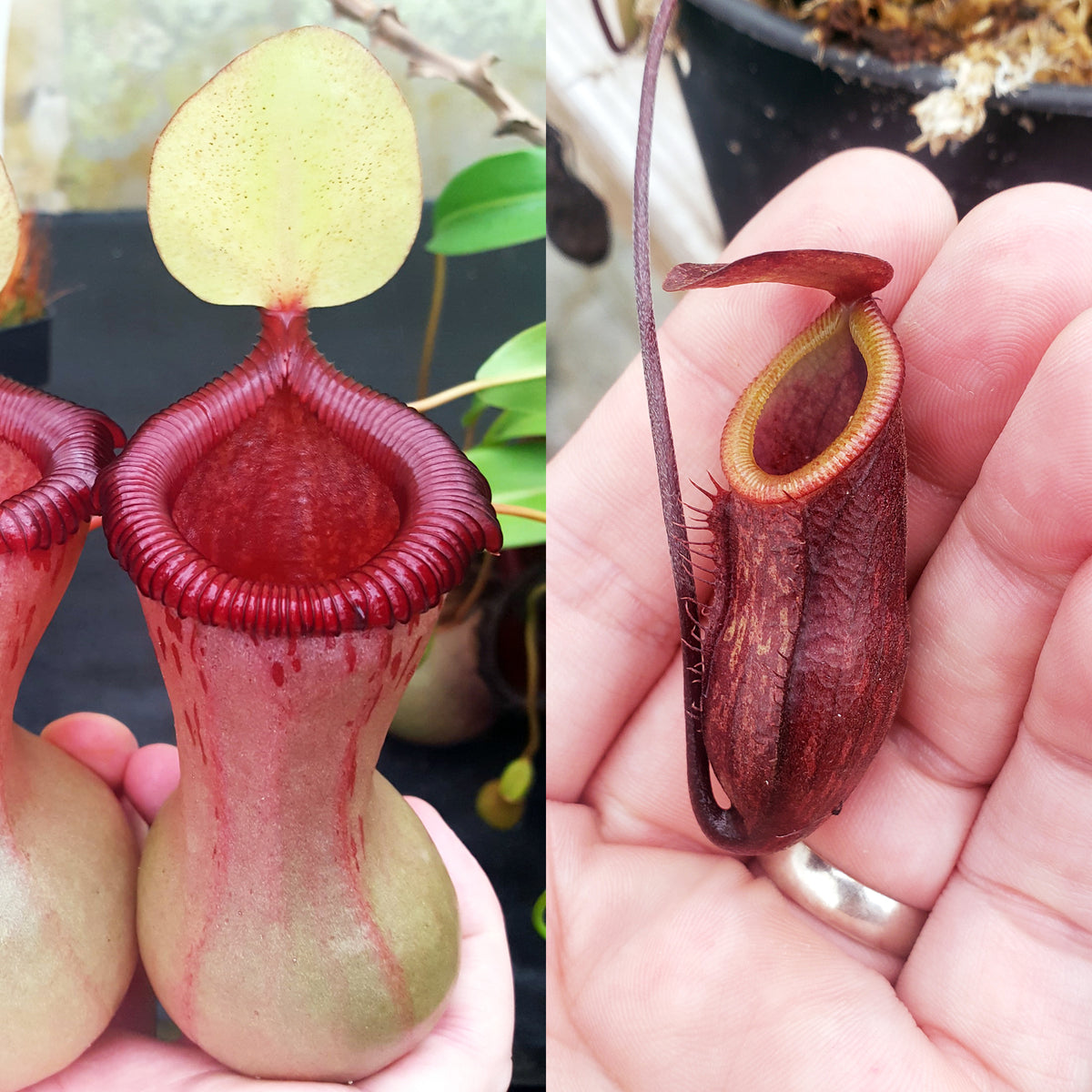 Nepenthes Virtuous Pixie | Predatory Plants