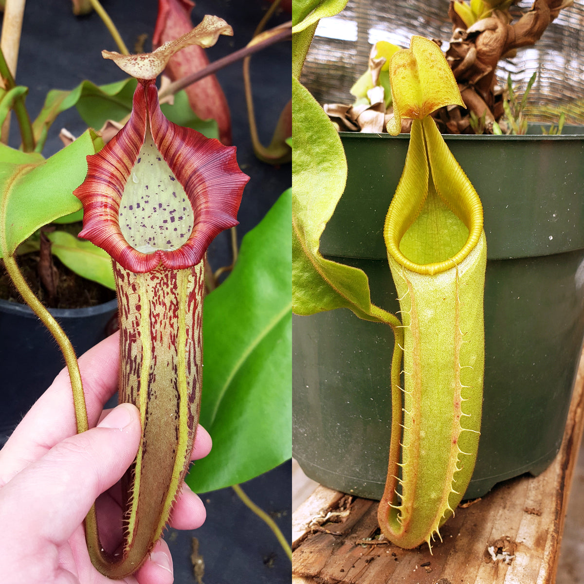 Nepenthes Vivid Valor | New back-cross | Predatory Plants