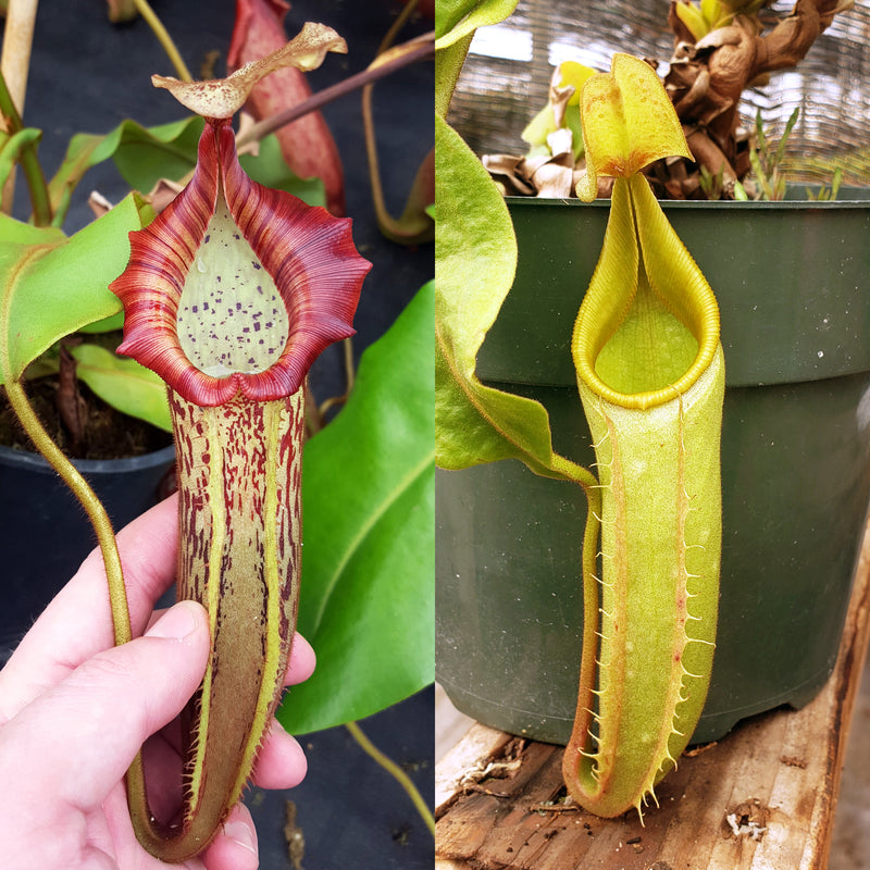 Nepenthes Vivid Valor