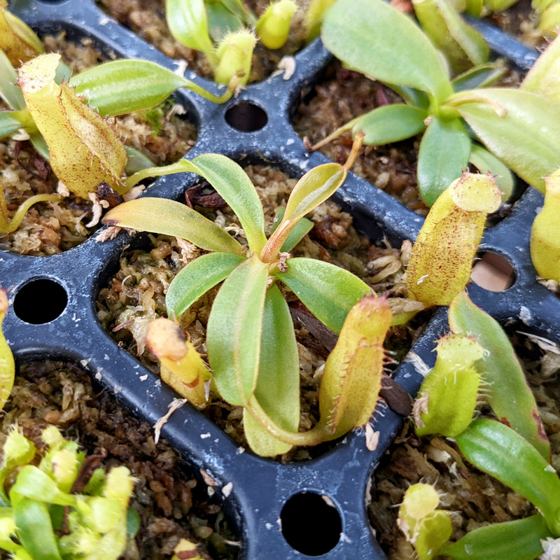 Nepenthes zakriana x (boschiana x veitchii)