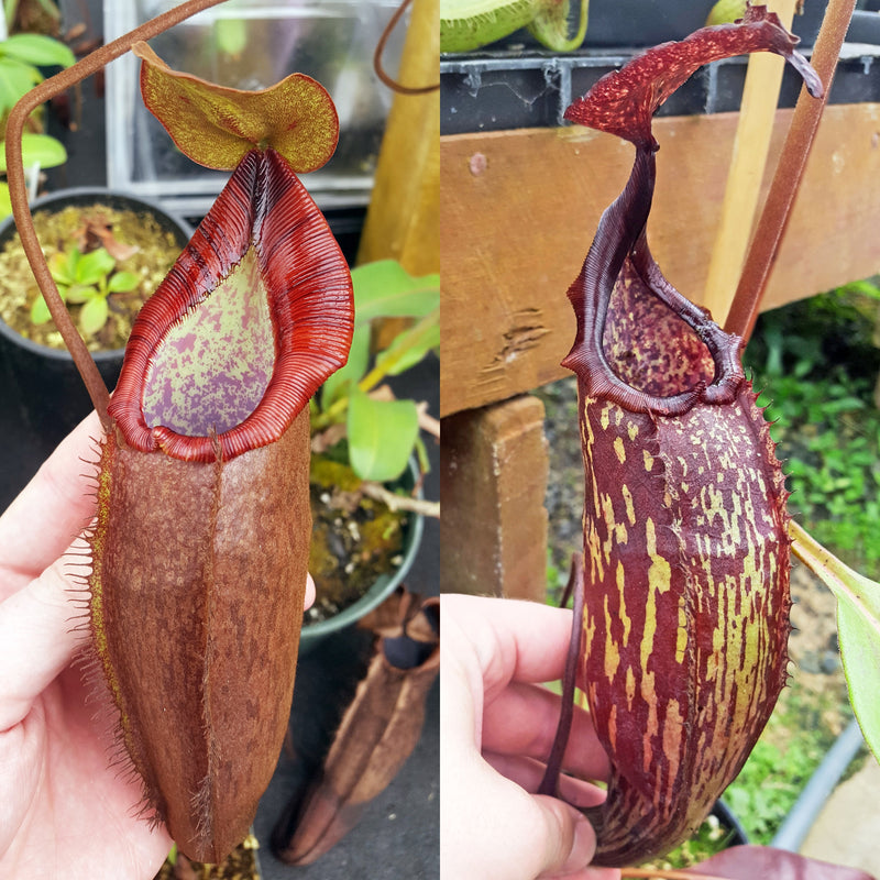 Nepenthes Dream Machine