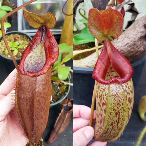Nepenthes Dream Testament