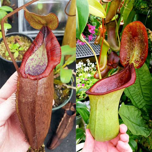 Nepenthes Dreaming Beast