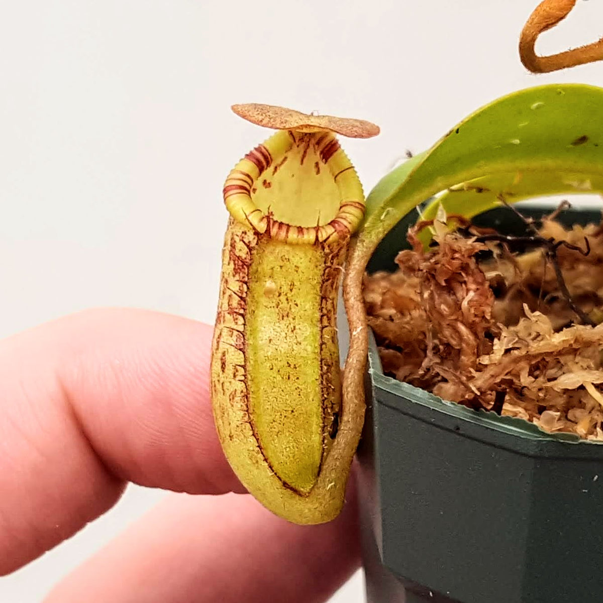 Nepenthes Jolly Savior | Hybrid Nepenthes Pitcher Plant