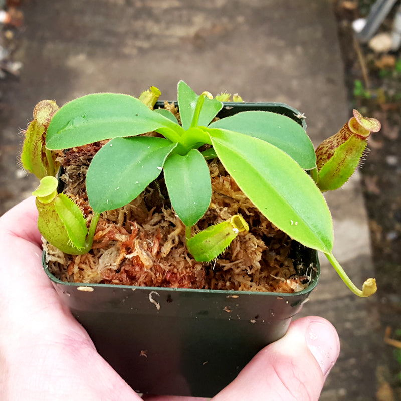 Nepenthes Love Twist