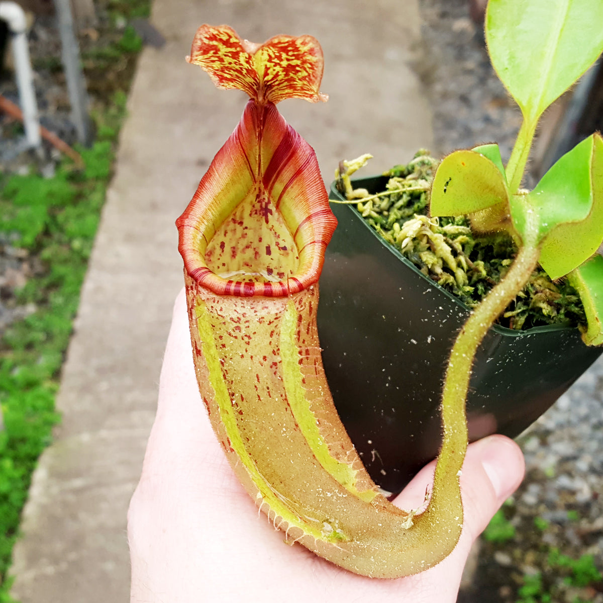Nepenthes x tiveyi 