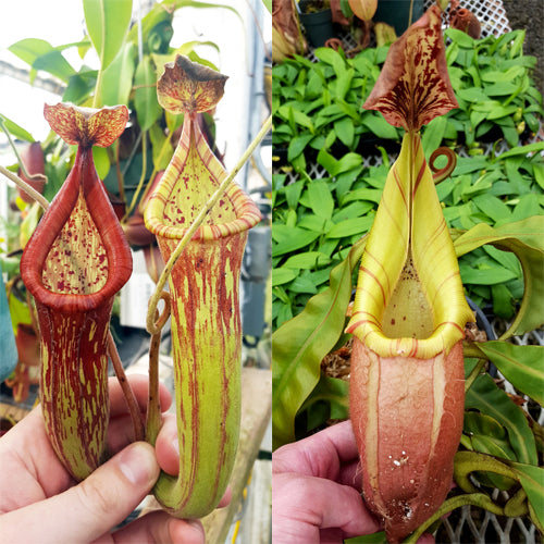 Nepenthes Righteous Voyage