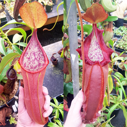 Nepenthes Secret Doom