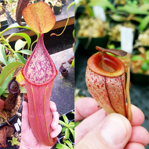 Nepenthes Secret Twinkle