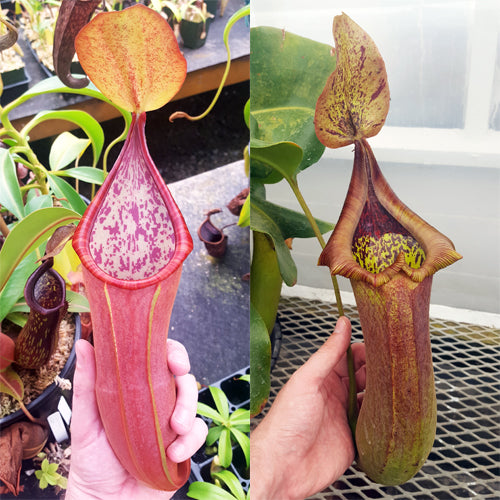 Nepenthes Secret Tyrant