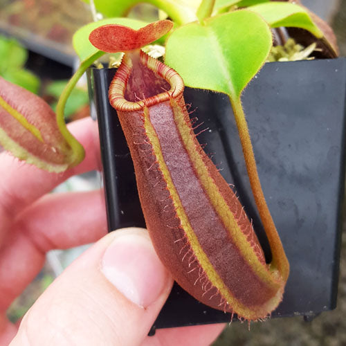 Nepenthes Titan's Lament
